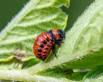 Image for Aaa Pest Wildlife Removal