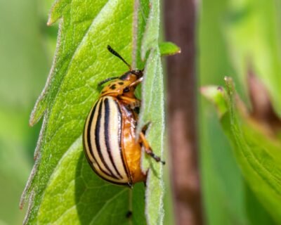 Image for Awesome Pest Control