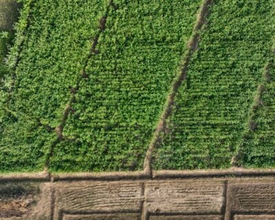 Image for Best Buds Landscaping and Garden Center