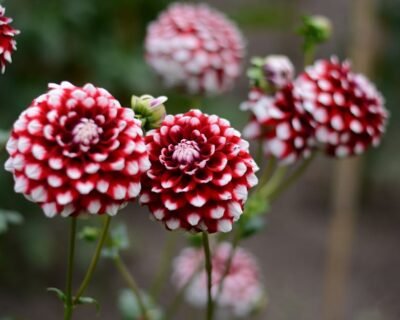 Image for Best Buds Landscaping & Greenhouses