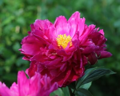 Image for Bloom & Branch Landscaping LLC