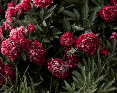 Image for Blooming Landscape