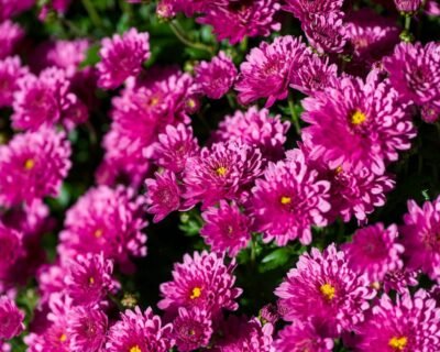 Image for Butler Landscaping