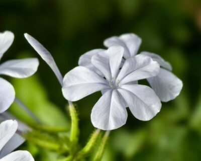 Image for Clarity Landscape & Gardens