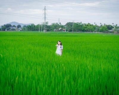 Image for Elysian Lawn and Landscapes LLC