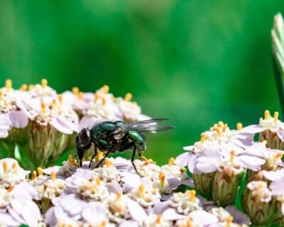 Image for Excel Pest Services