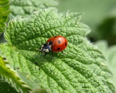 Image for Freehold Pest Control, Inc.