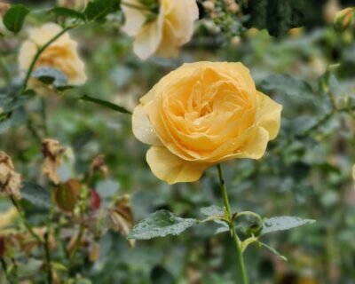 Image for GRD Exteriors Services