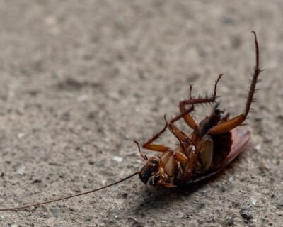 Image for Hudson NJ Bed Bugs Roaches Ants Termite Mice Rat Pest Control Exterminator