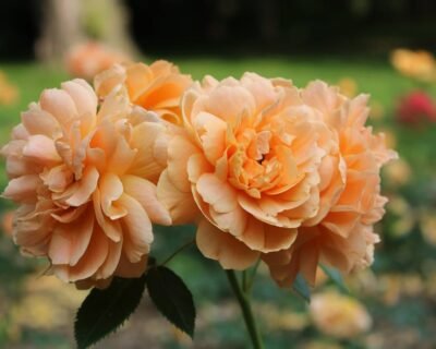 Image for Immaculate Landscaping