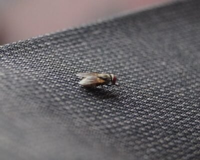 Image for Jersey City Exterminators