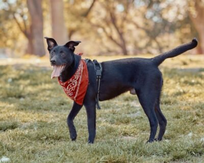 Image for King Maple Landscaping LLC