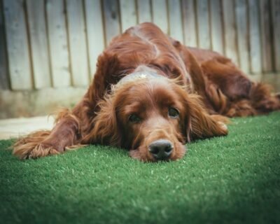 Image for Las Flore’s Lawn Care