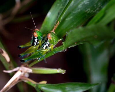 Image for Matt’s Pest Control