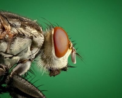 Image for Monmouth Pest Control