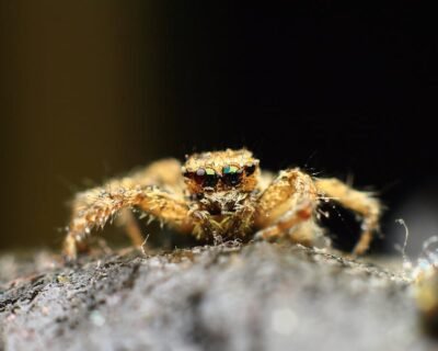 Image for New York PrimeGuard Pest Management