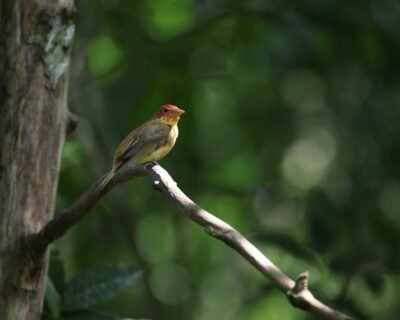 Image for NJ Trappers Wildlife Services- Animal and Wildlife Removal