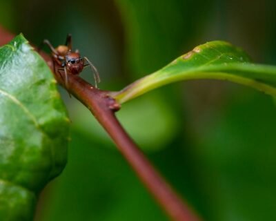 Image for Pest Authority