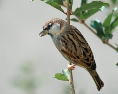 Image for Pest Blaster