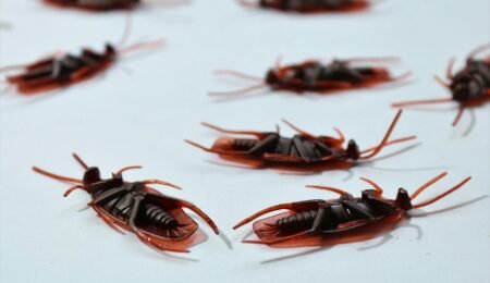 Pest Control & Exterminators in Cape May