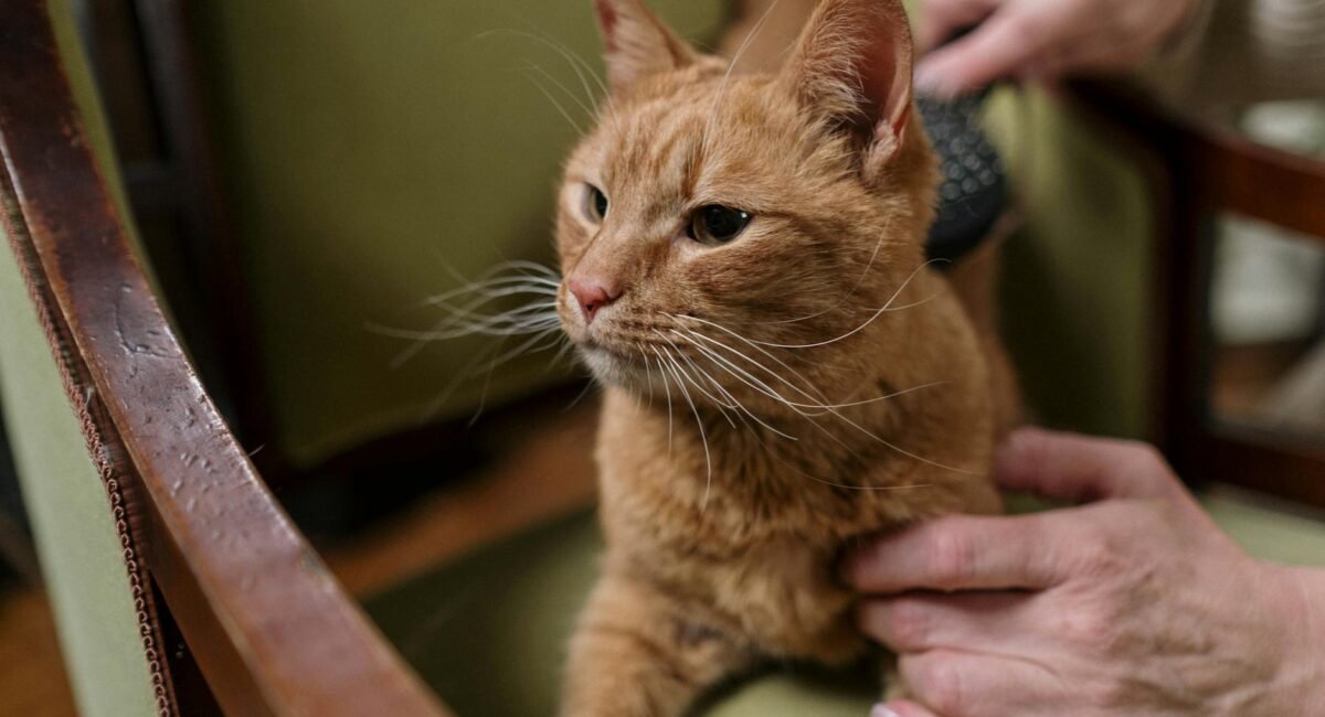 Pet Care / Vets / Grooming / Pet Boarding in Atlantic City