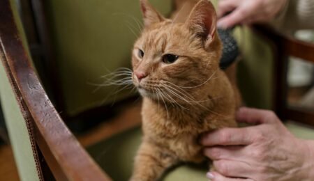 Pet Care / Vets / Grooming / Pet Boarding in Old Bridge