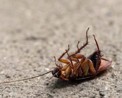 Image for PrimeGuard Pest Management NYC