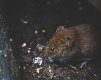 Image for Professional Pest Management LLC