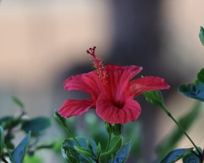 Image for Schönheit Gardens