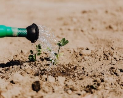 Image for Staten Island Pest Control