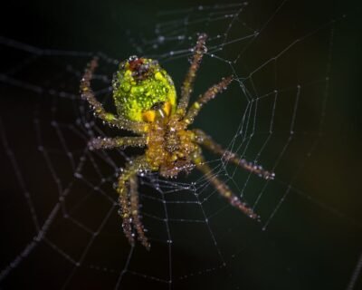 Image for Superior Pest Solutions