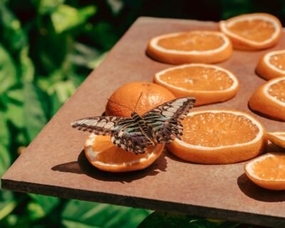 Image for Thorough Pest Solutions