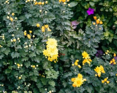 Image for Tim Andrews Horticulturist LLC