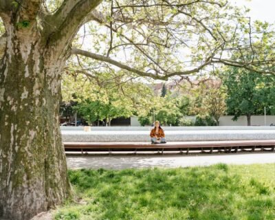 Image for Tree Health Management