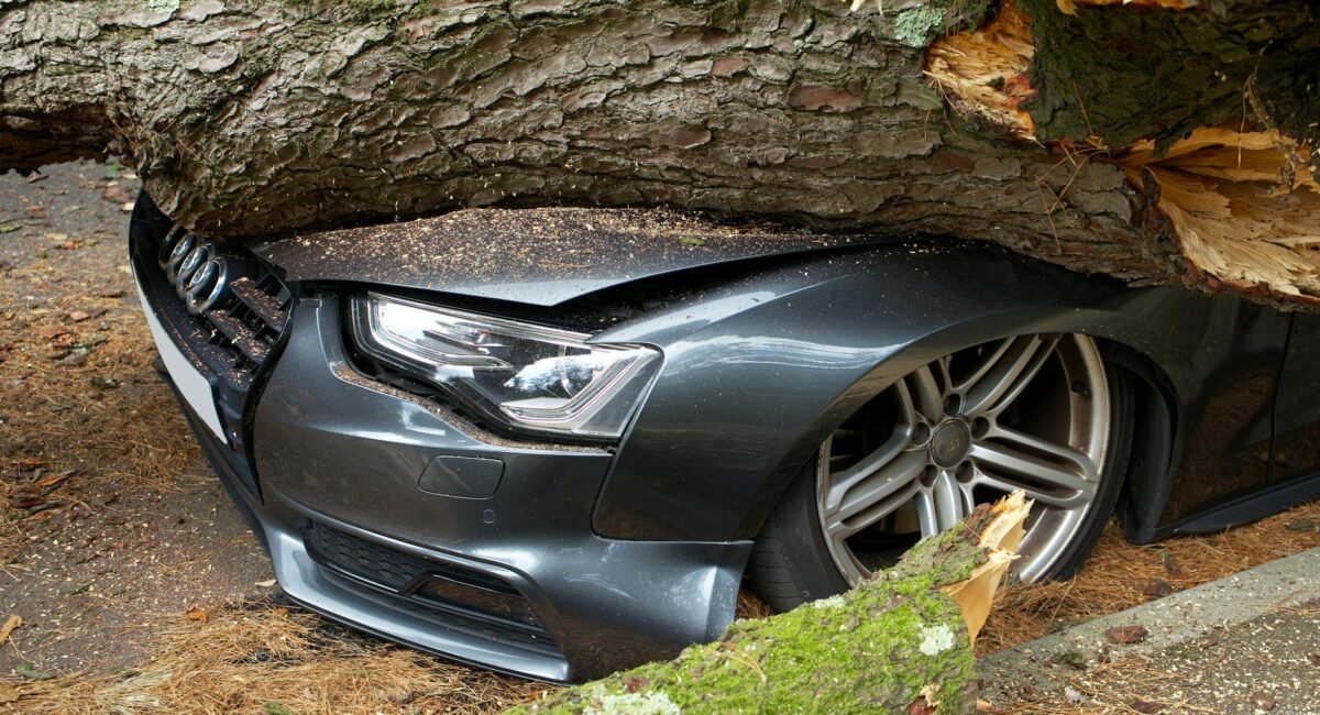 Tree Removal & Arborists in Piscataway